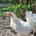 Naturin - Vegan Eco Farm