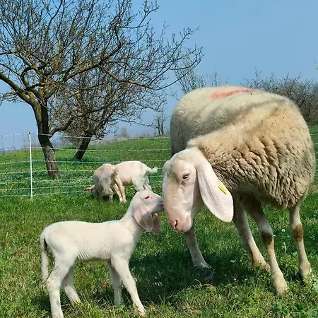 Séjour à la ferme Naturin - Eco Farm Lauriano