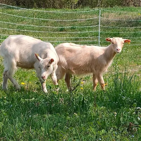 Naturin - Vegan Eco Farm Farma *
