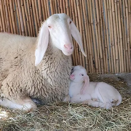 Naturin - Eco Farm Séjour à la ferme *