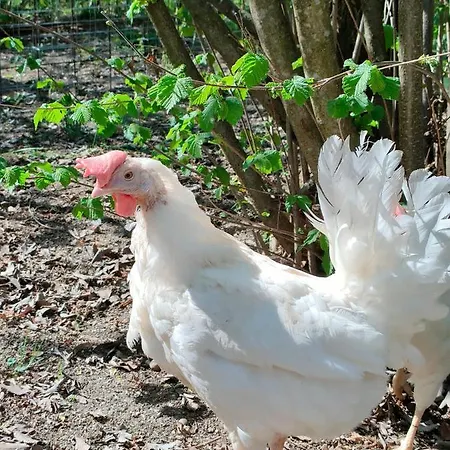 Naturin - Vegan Eco Farm