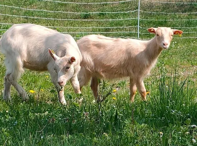 B&B Naturin - Vegan Eco Farm Farma *