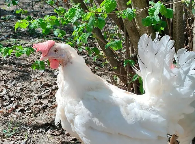 B&B Naturin - Vegan Eco Farm
